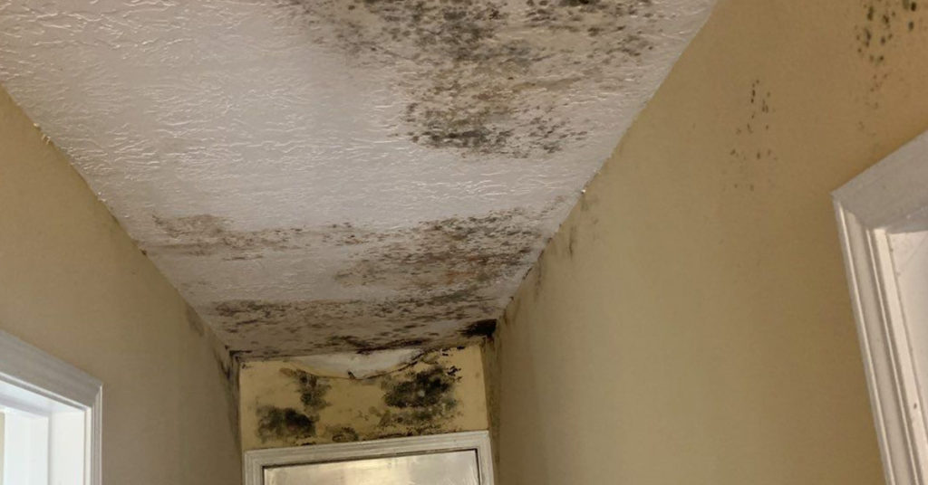 Why You Should Hire a Professional for Mold Removal - Structure MEDIC Blog