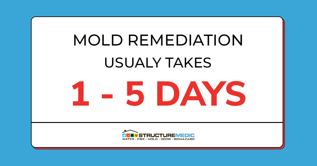 How Long Does It Take to Remediate Mold?