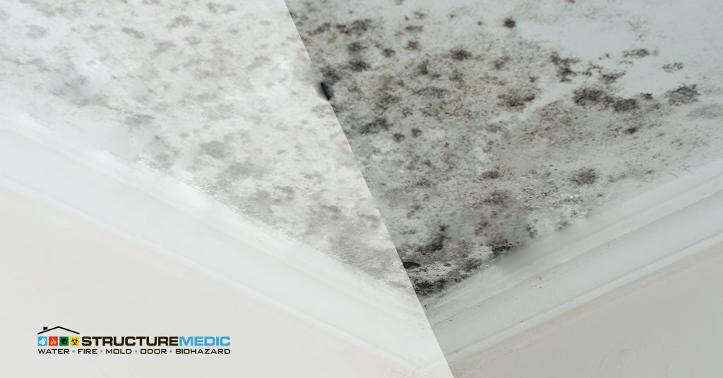 How Long Does It Take to Remediate Mold?